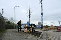 Der erste Klimabaum im Straßenraum wurde in der Hansastraße gepflanzt.